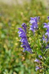 Bunchleaf penstemon
