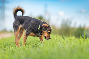 A stray dog walks in the grass. With photographed close up.
