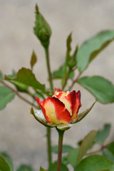 Origami Floribunda rose
