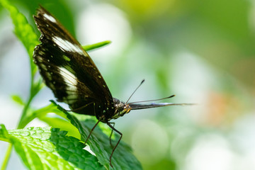 Butterfly on a leaf 
