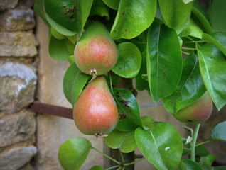 poirier avec poires en été ,détail 