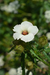 Deccan hemp