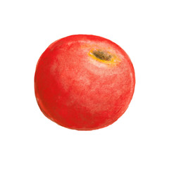 Watercolor illustration of a tomato