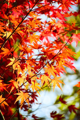 Autumn Japanese maple leaves background.