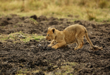 Fototapeta na wymiar The lion cub playing in the evening hours, Msai Mara, kenya