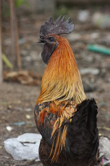 The black chicken breeder has a crest on his head.