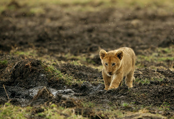 The lion cub playing in the evening hours, Msai Mara, kenya