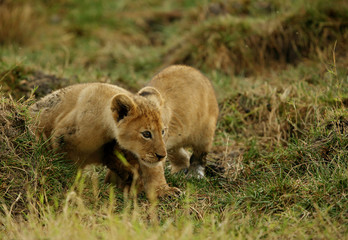The lion cub playing in the evening hours, Msai Mara, kenya