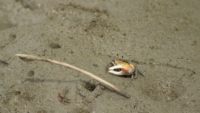 A beach crab digs a hole at the beautiful