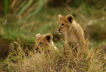 Naklejka premium The lion cub playing in the evening hours, Msai Mara, kenya