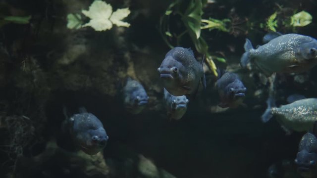 Plenty of fish in the aquarium are swimming erratically.