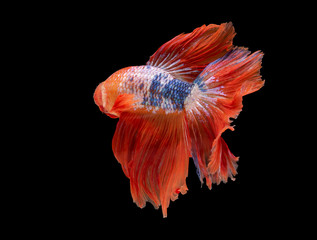 red siamese betta fighting isolated on black background.	