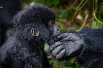 Gorilla mother and son