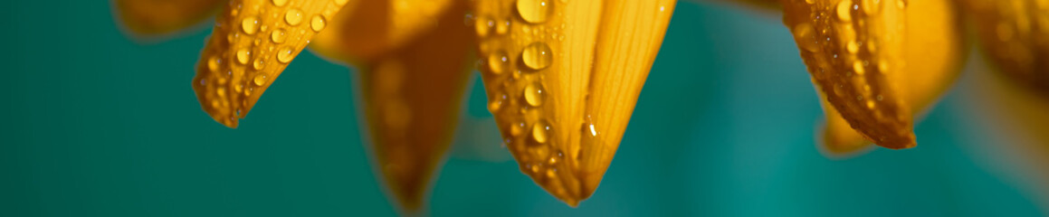 Fototapeta a bright Sunny sunflower with dew drops on yellow petals on colored background obraz