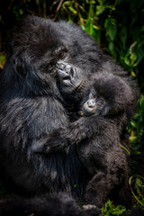 Gorilla mother and baby