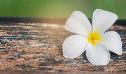 White Plumeria flower on old wooden floor For background