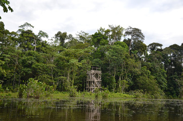 Rain Forest South America