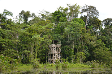 Rain Forest South America