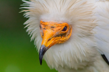 a white Egyptian vulture with different backgrounds
