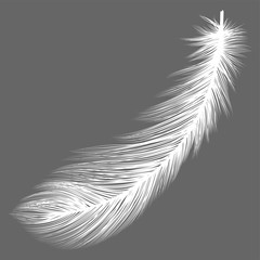 Feather isolated.  Vector illustration. EPS 10.