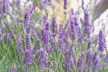 Purple Lavender flowers on green nature background in sunny day. Bright violet flowers  for Chinese medicine.