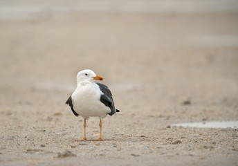 Seagulls are typically medium to large birds and grey or white in color