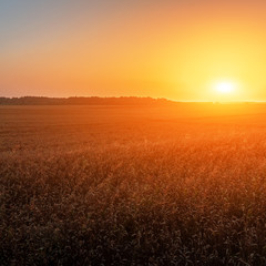 Obraz na płótnie Canvas Field of ripe rye in sunset light