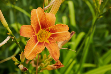 Obraz premium nature summer garden flowers lilies yellow