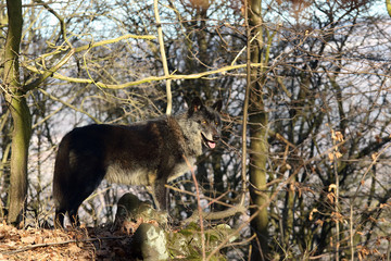 he northwestern wolf (Canis lupus occidentalis) standing in  the forest. The wolf (Canis lupus), also known as the grey/gray or timber wolf.