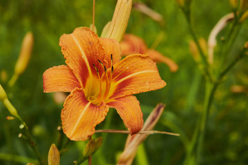 Obraz premium nature summer garden flowers lilies yellow