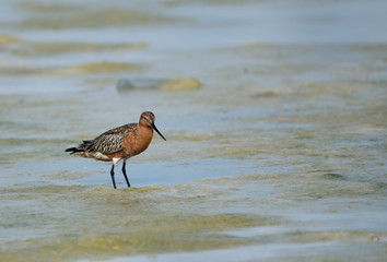 The bar-tailed godwit is a large wader in the family Scolopacidae