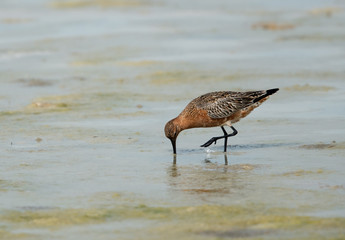 The bar-tailed godwit is a large wader in the family Scolopacidae