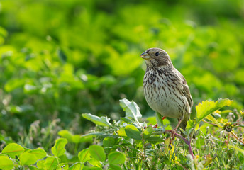 The corn bunting is a passerine bird in the bunting family