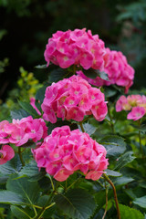 Inflorescence of bright pink hydrangea flowers in the garden.