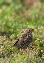 A corn bunting feeding at Hamala, Bahrain