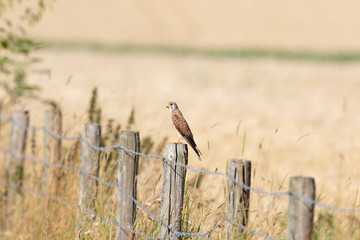 Turmfalke