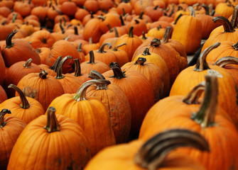 Thanksgiving Halloween pumpkins lined up