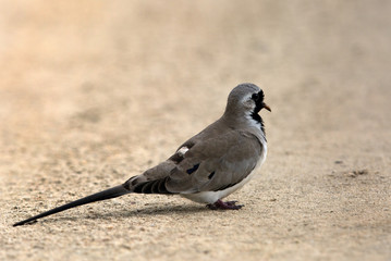 Namaqua dove perched on the ground, Bahrain 