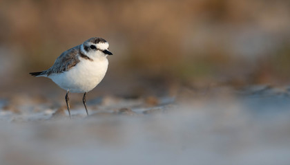 Black plover