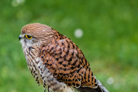 a kestrel perched on his innkeeper surrounded by grass