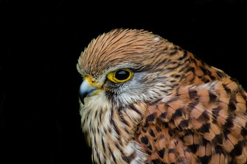 a kestrel perched on his innkeeper surrounded by grass