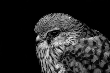 a kestrel perched on his innkeeper surrounded by grass