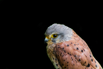 a kestrel perched on his innkeeper surrounded by grass