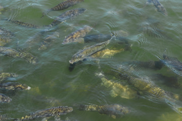 school of fish near the lake shore, spawning	