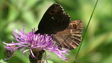 Obraz premium farfalla su cardo