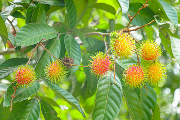 Red rambutan fruits on tree