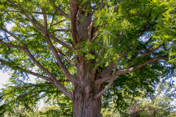 So Many Branches