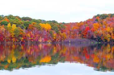 Beautiful maple forest by the lake, Saint-Bruno, Quebec, Canada