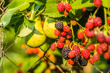 Pear fruits and semi-ripe fruits of blackberries