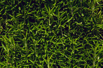 green background of the small leaves from the bushes